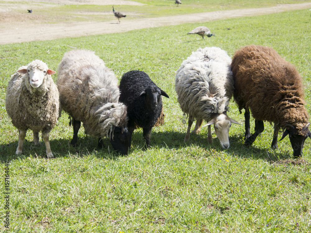 Obraz premium Flock of sheep crowded together