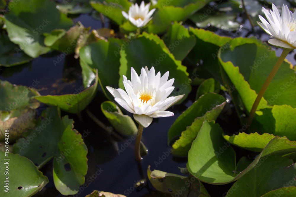 The white lotus means cleanliness in mind. The white lotus means cleanliness in mind.