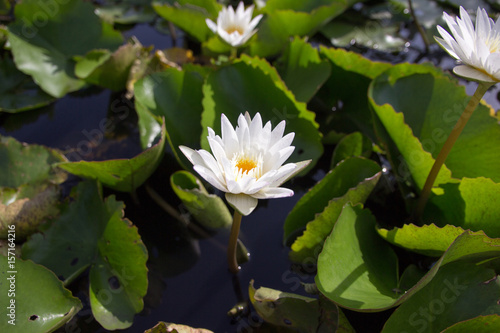 The white lotus means cleanliness in mind.