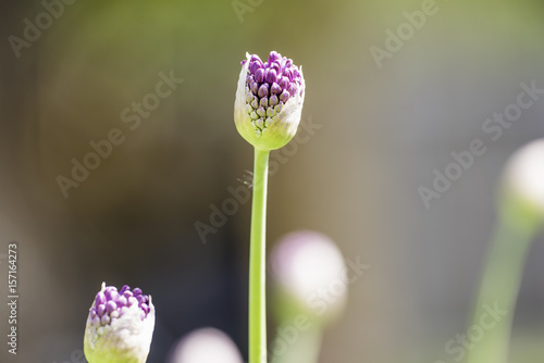 Onion decorative, bud close-up photo