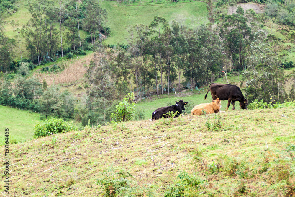 Cows on a pasture near Leymebamba