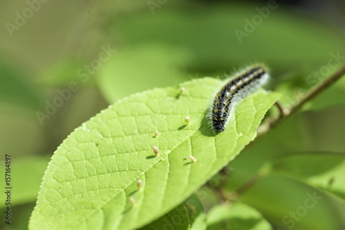 Caterpillar Hawthorn on green leaf