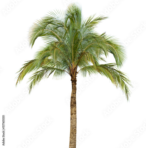 Palm tree isolated on white background