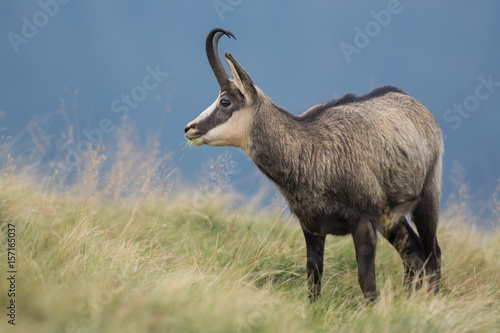 Chamois