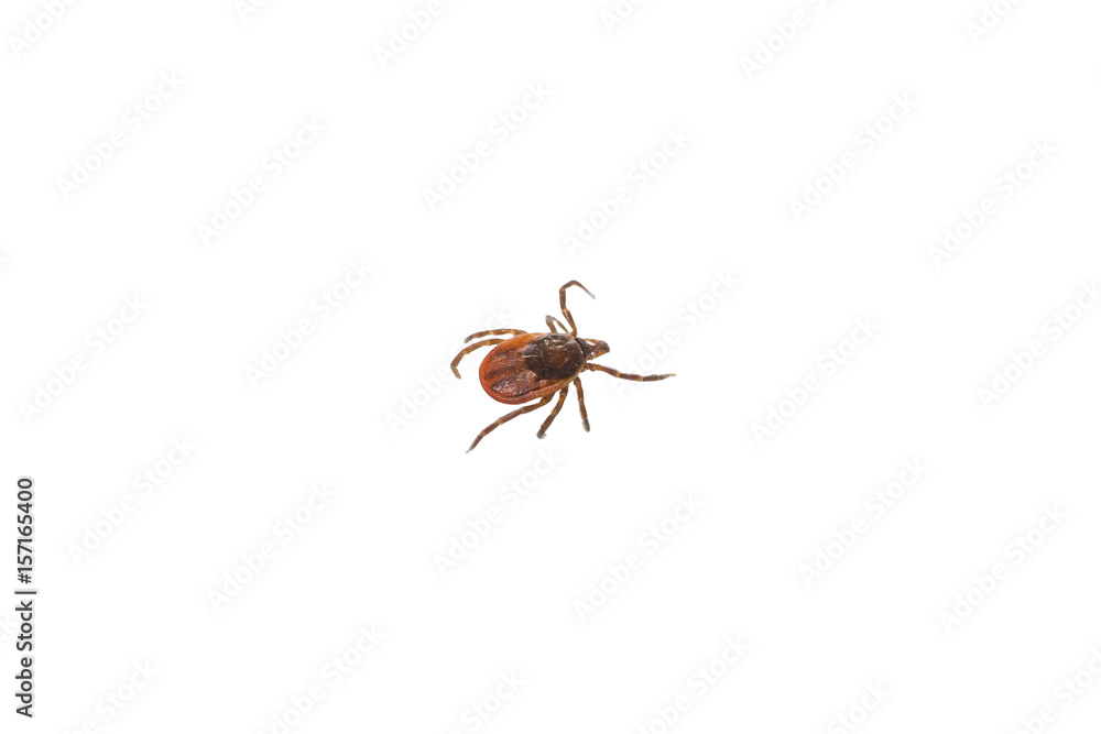 Ticks mites on white background Ticks mites on white background