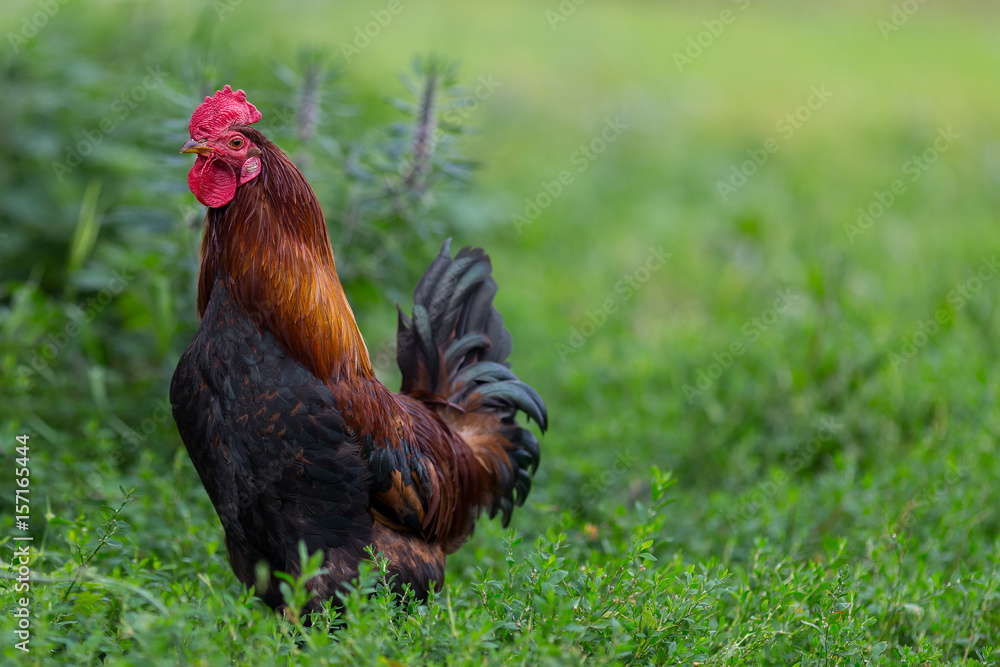 Fototapeta premium Colorful rooster or fighting cock in the farm.