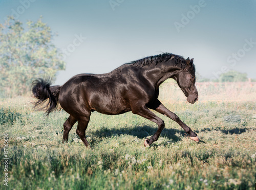 Black horse with white line on face runs on a green field on clouds background © ashva