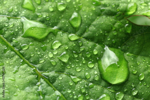 Leaf of grapes in raindrops. Macro photography