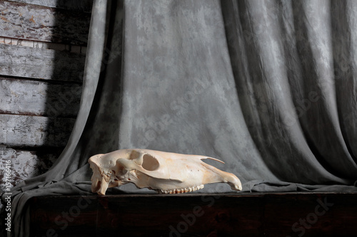 Skull of a horse against a background of old cloth. Walls of rough boards and a rope.