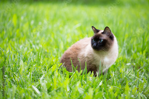 Siamese cat in the grass with blue eyes