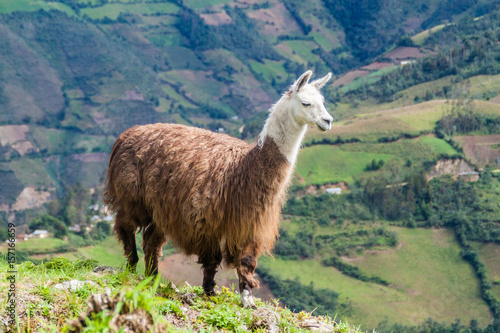 Lama at Kuelap ruins, northern Peru © Matyas Rehak