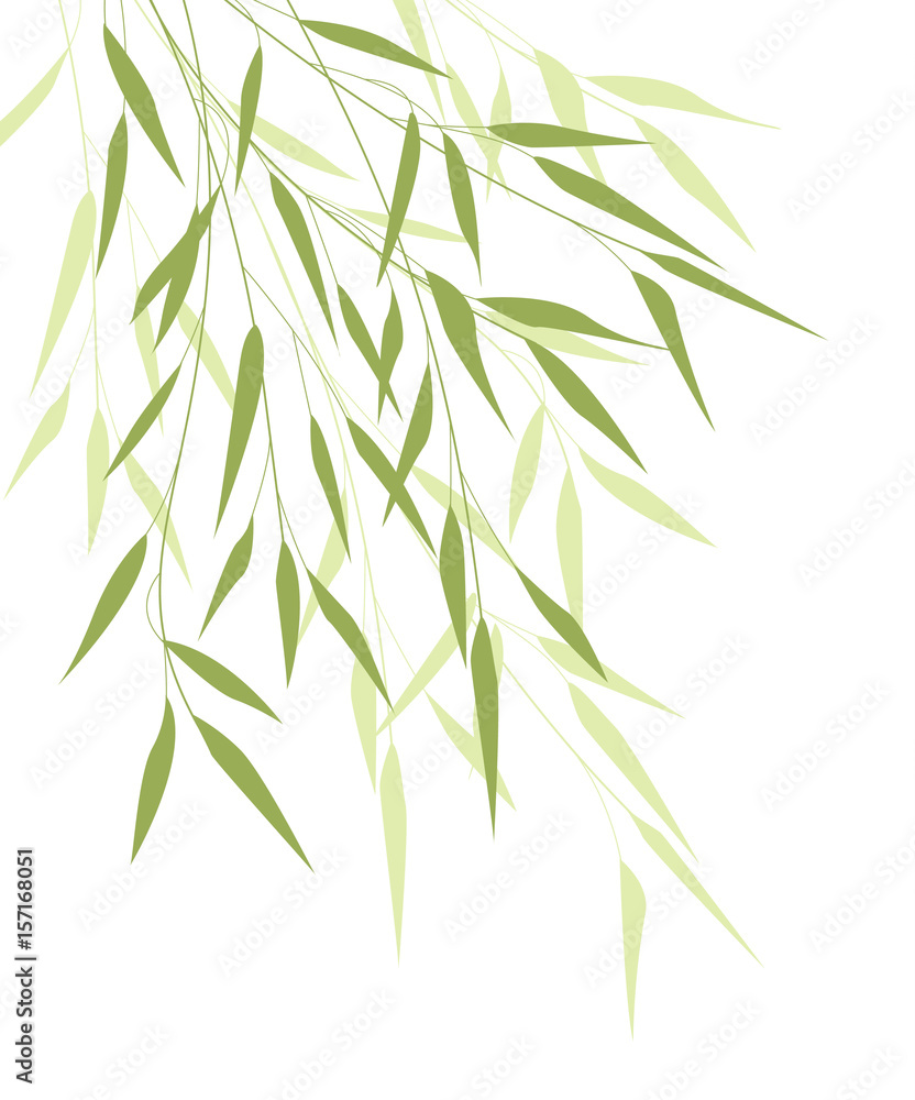 Fototapeta Bambusowe liście zielone