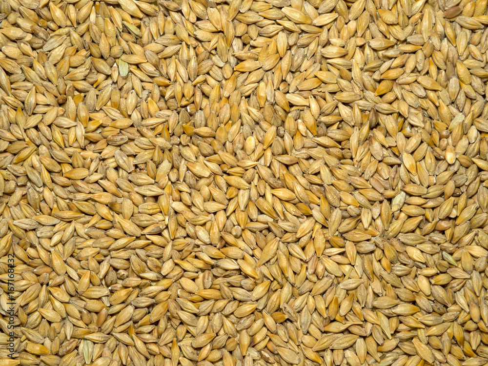 Hardy cereal barley unpeeled Hardy cereal barley unpeeled