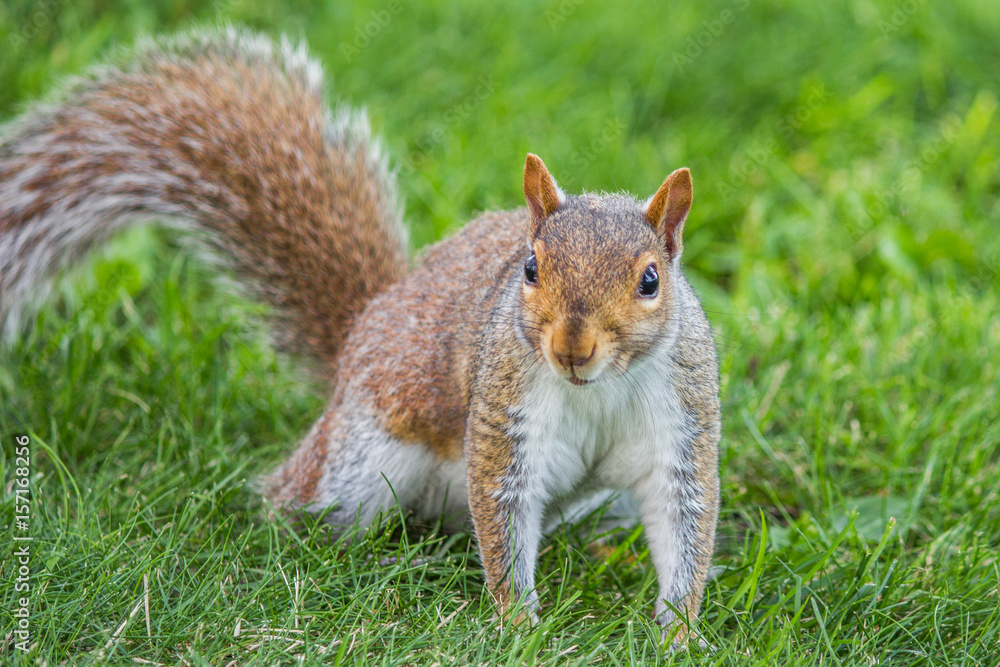 stehendes Grauhörnchen (Sciurus carolinensis) grey squirrel stehendes Grauhörnchen (Sciurus carolinensis) grey squirrel