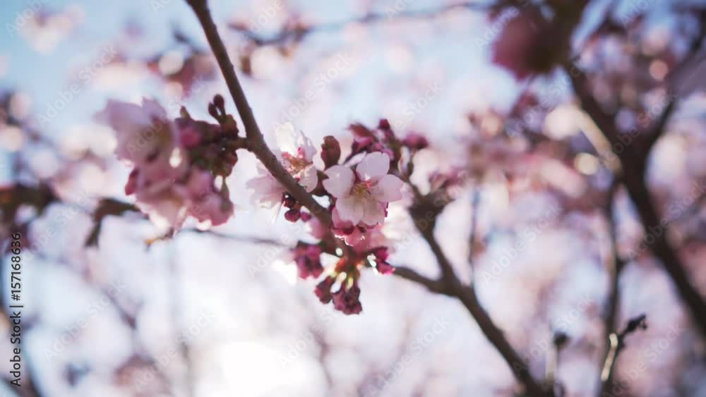 Handheld closeup shot of sakura in bloom in sunny spring day, uhd prores footage Handheld closeup shot of sakura in bloom in sunny spring day, uhd prores footage