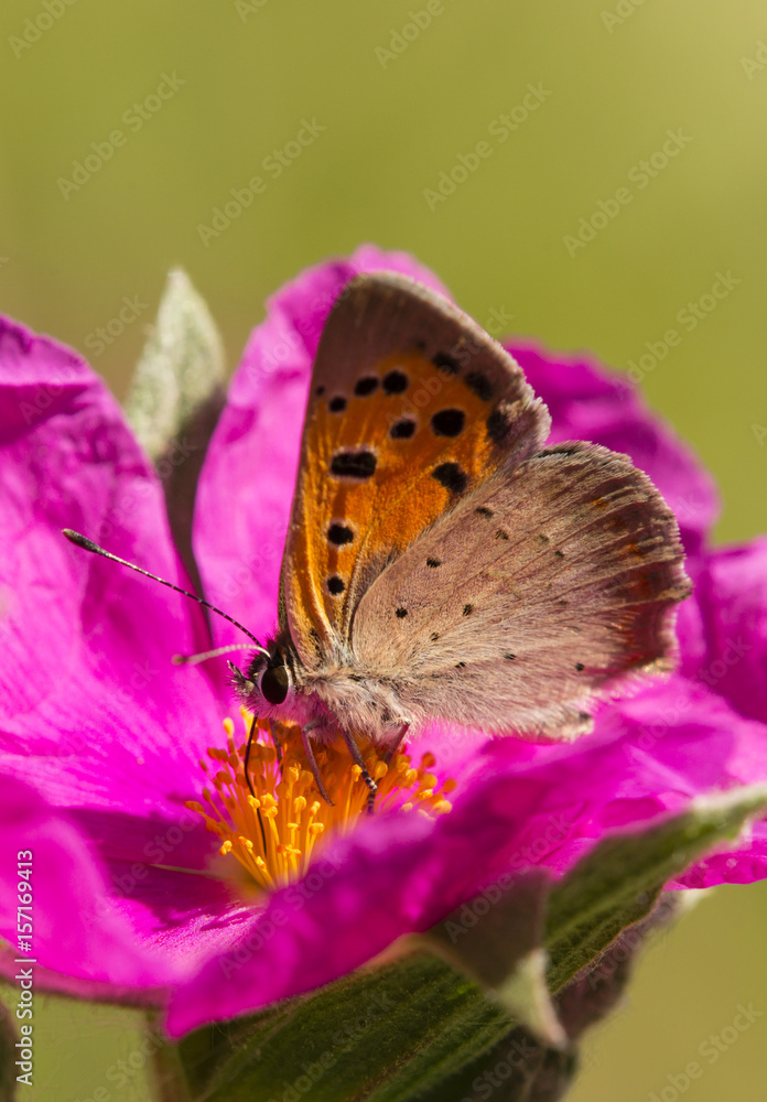 Naklejka premium butterfly on pink rock rose flower