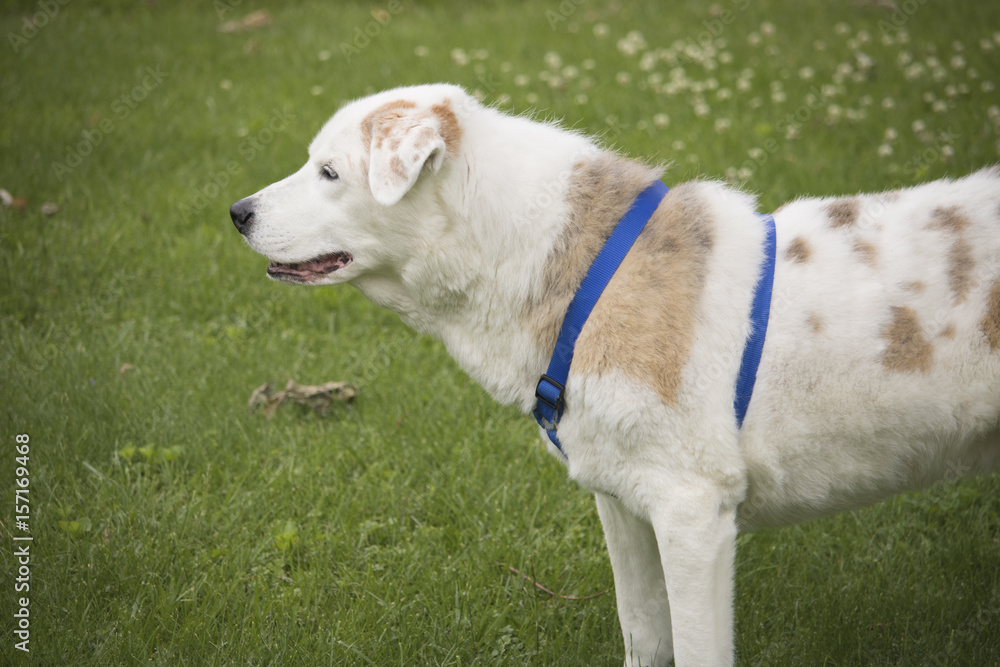 White dog, Labrador Retriever - Australian Shepherd Mix White dog, Labrador Retriever - Australian Shepherd Mix