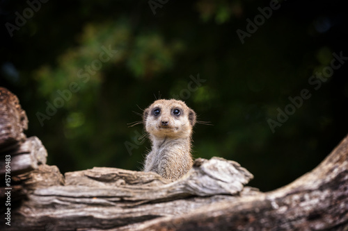 Startled meerkat emerging from burrow © Rixie