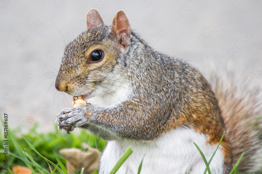 Obraz premium stehendes Grauhörnchen mit einer Nuss (Sciurus carolinensis) grey squirrel