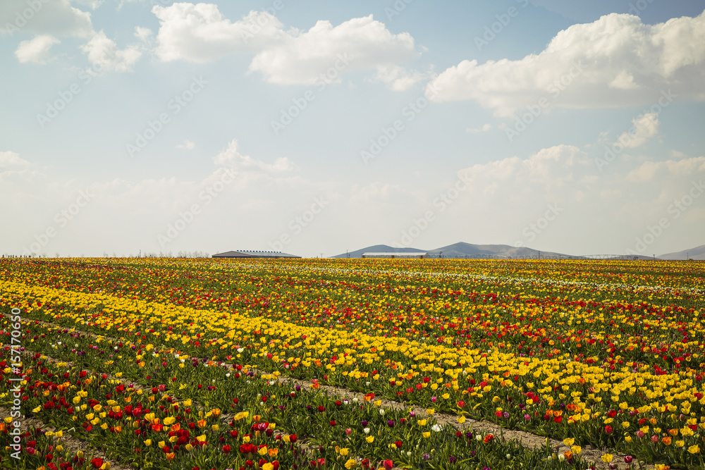 beautiful garden of tulip. Summer sun and flower garden beautiful garden of tulip. Summer sun and flower garden