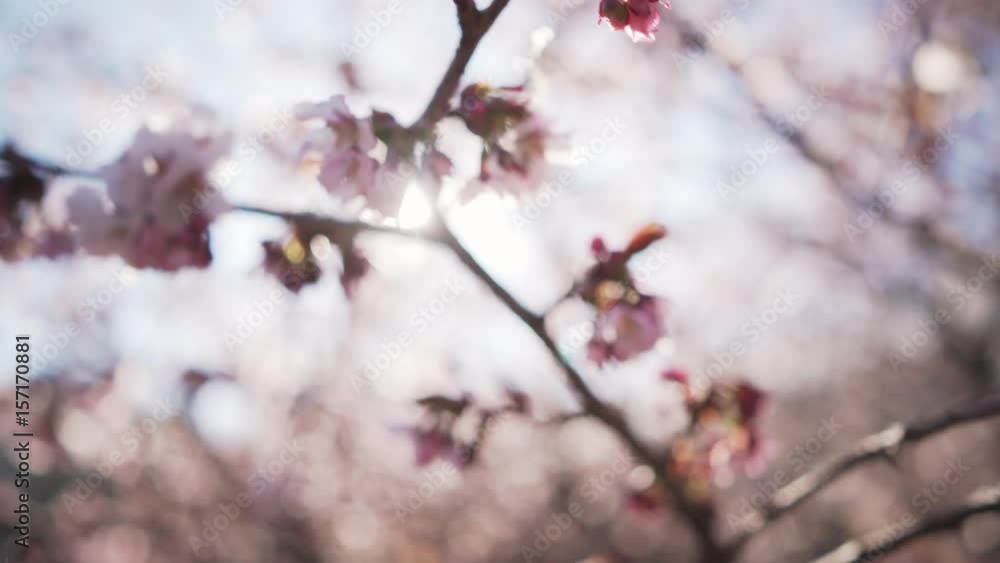 Handheld closeup shot of sakura in bloom in sunny spring day, uhd prores footage Handheld closeup shot of sakura in bloom in sunny spring day, uhd prores footage