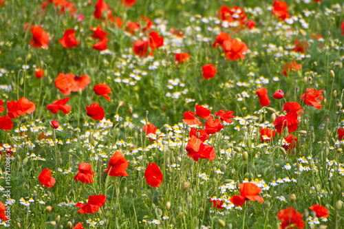  Blumenfeld mit rotem Klatschmohn
