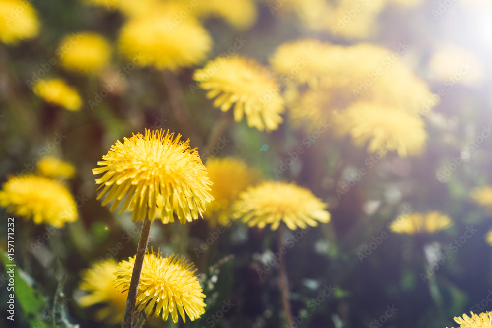 Close-up of bloom dandelions. Toned image. Summer concept. Close-up of bloom dandelions. Toned image. Summer concept.