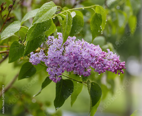 lilac branch rain.