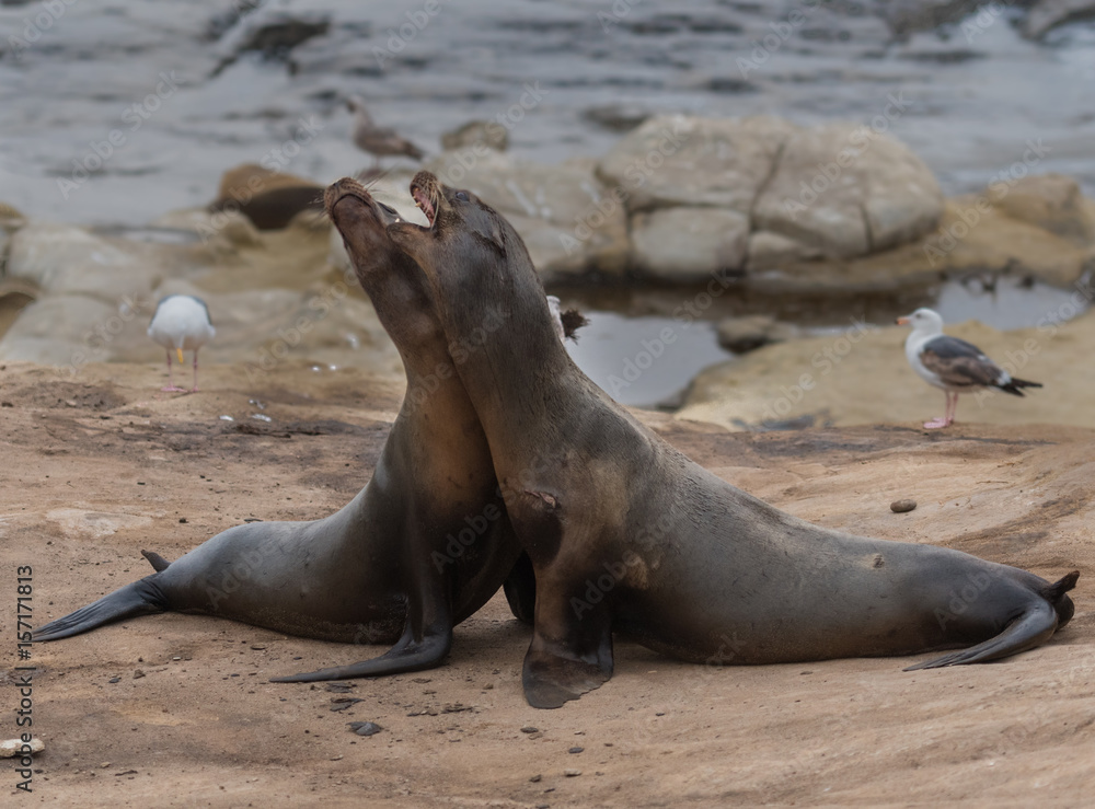 Fototapeta premium Two Sea Lions Fight