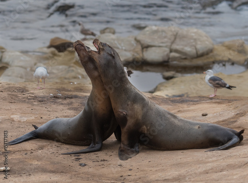 Two Sea Lions Fight