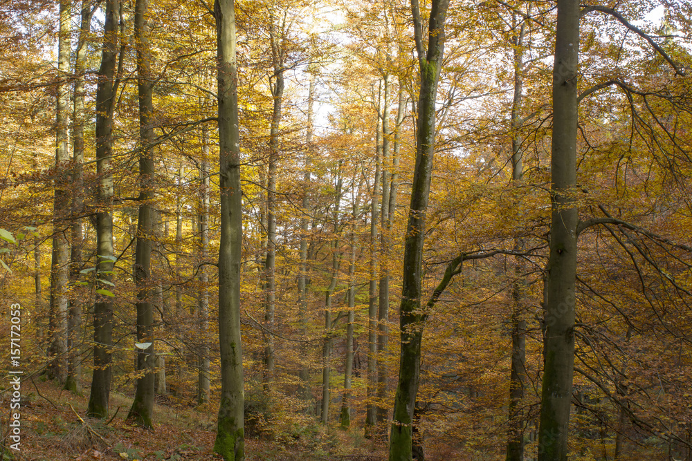 Fototapeta premium autumn in forest