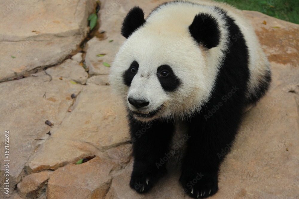 Fototapeta premium A charming playful panda is sending a sweet smile to the audiences