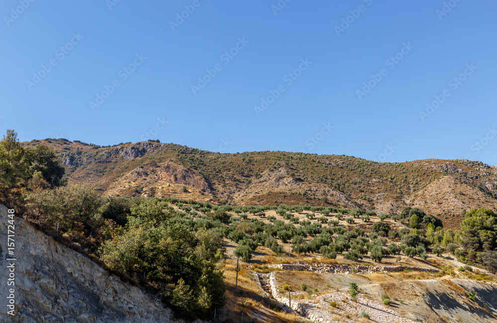 Olive harvest in southern Spain