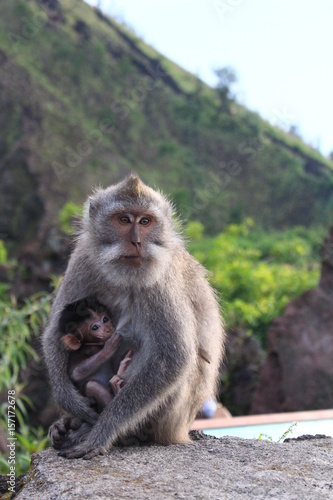 Monkey mother feeding its baby © Fabiola