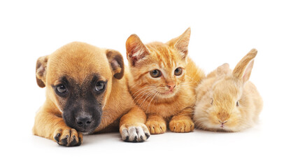 Red puppy and kitten and bunny.