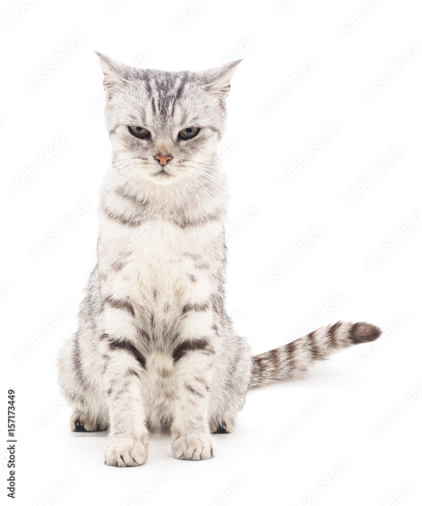 Obraz premium Gray cat.