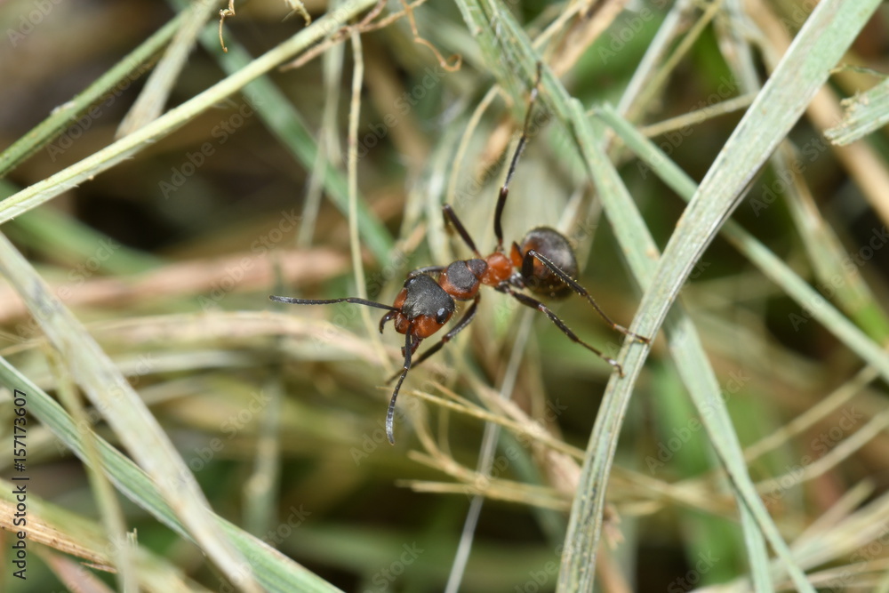 forest ants and anthill forest ants and anthill