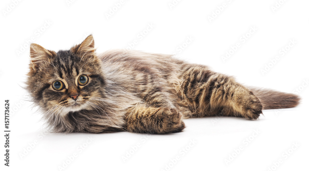 Obraz premium Beautiful cat.