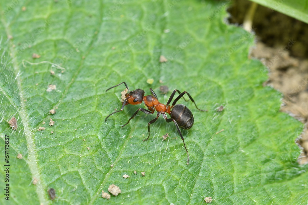 Fototapeta premium forest ants and anthill