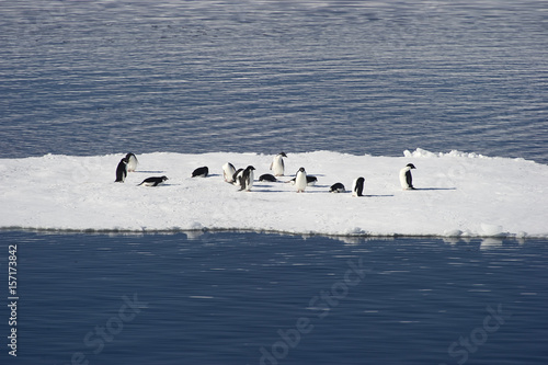 Pingüinos Adélia en la Antartida
