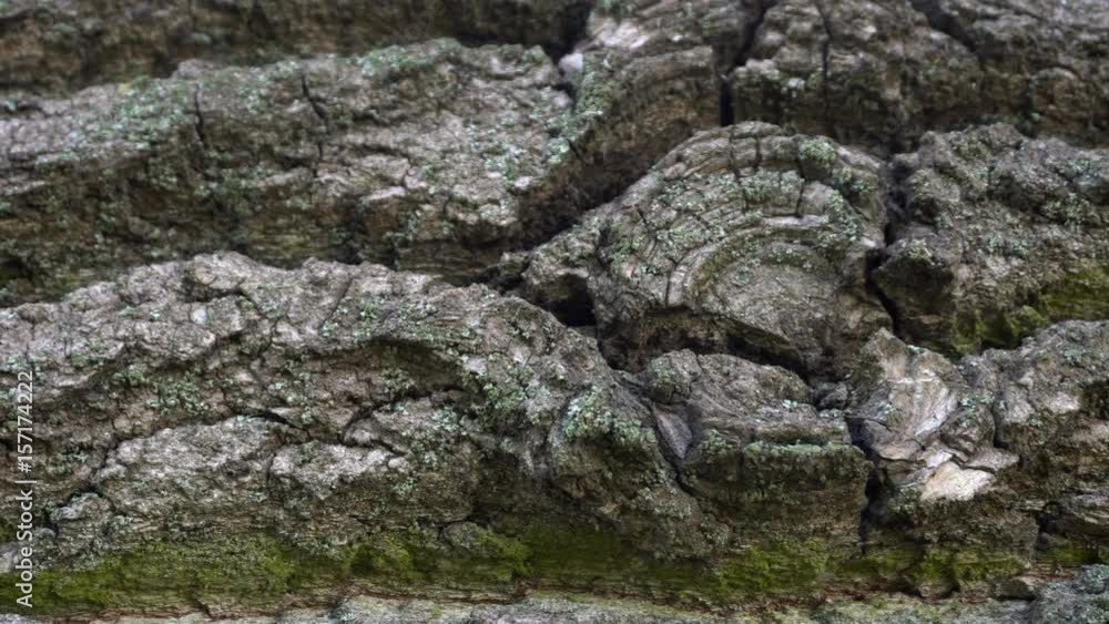 Old tree bark texture. Natural background. Dolly shot