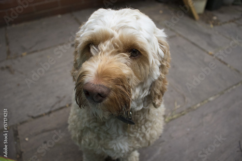 cockapoo close-up