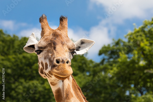 Giraffe portrait front view