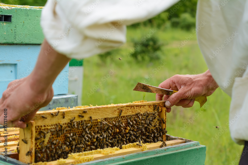 Beekeeper is working with bees and beehives on the apiary. Apiculture. Beekeeper is working with bees and beehives on the apiary. Apiculture.