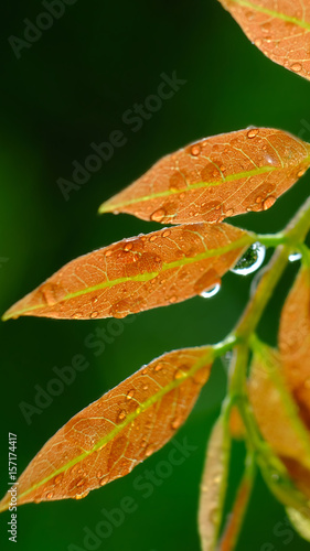 Fresh green leaves with raining on morning sun.