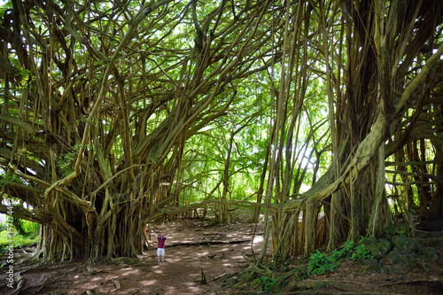 Male tourist admiring giant banyan tree on Hawaii. Branches and hanging roots of giant banyan tree on the Big Island of Hawaii