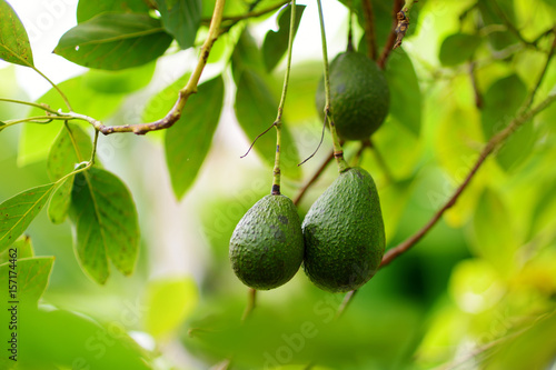 Foto Bunch of fresh avocados ripening on an avocado tree branch