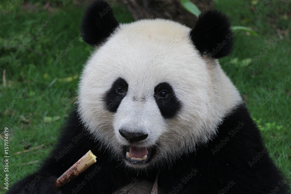 Fluffy Playful Panda in China