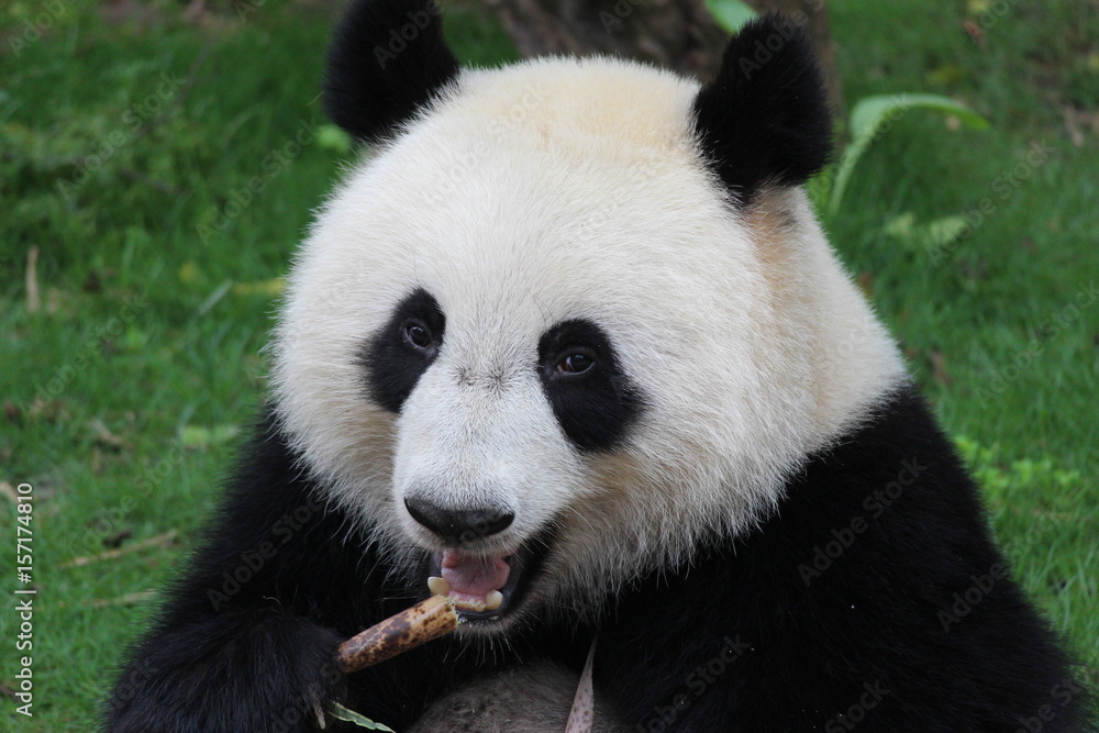 Naklejka premium Fluffy Playful Panda in China