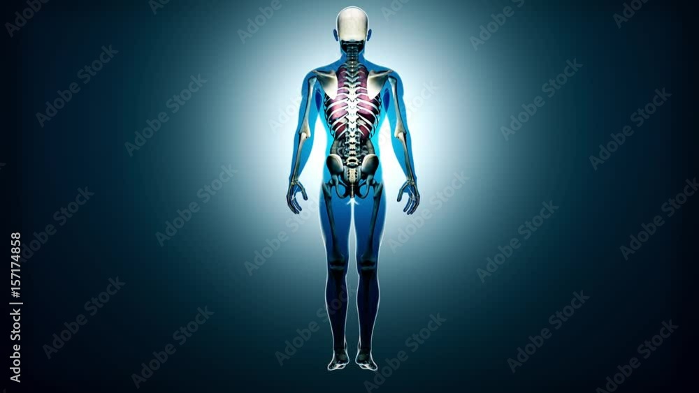 Internal Organs Get Sick in a Transparent Human Body Anatomical 3D Animation Internal Organs Get Sick in a Transparent Human Body Anatomical 3D Animation